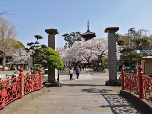 ’２１　千葉桜さんぽ１　中山法華経寺の満開の桜