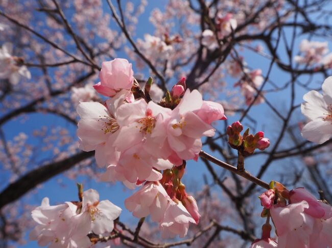 例年よりは早めの春がやってきた。今日は暖かくて過ごしやすいが、明日になれば春の嵐でそろそろ開花の時期を迎える”桜”にとって受難となるようだ。というわけで、春を探しに”高岡古城公園”へと嵐が来る前に桜の花見をしに行くことになった。