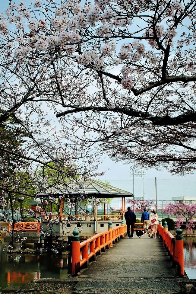 　　　ー今年の桜―<br /><br />　今年の花見はどこにしようかな、思案の中でネットを検索致しました。　コロナ禍の中ですので、近くでのんびり楽しめる所を選定しました。　そんなことで三重県・桑名市の九華公園と奈良県・宇陀市の又兵衛桜を選ぶ段取りとした次第です。　我が家からは車で行ける距離で、天気のいい日を条件として３月２７日としました。<br /><br />　まずは九華公園へ、朝7時半さあ～出発です。　おそらくは1時間半程での距離。　前日の金曜日よりは快晴ではありませんがまずまずの天気です。　どんな桜に出会えるか楽しみな思いを胸に車を走らせる私です。　この旅行記はその前半の「九華公園の桜」、皆様方に見て頂ければ幸いです。<br /><br />　　　　　　　　　　　　　 　（写真・九華公園 橋上の休憩所）