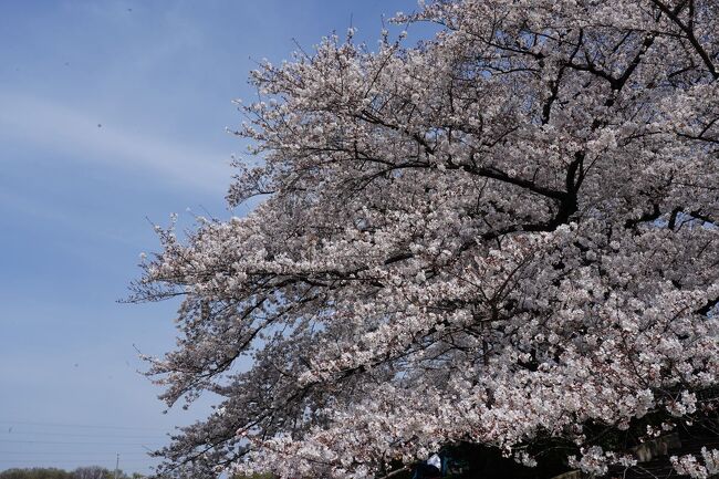 高崎線沿線ぶらり旅　～大宮駅界隈　桜旅～