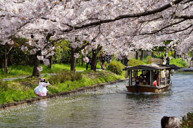 新高瀬川の菜の花を離れて、すぐ先に桜が見えてますね。桜を見ながら歩いてますと、公園に着きました。公園にもけっこうな桜の木が植わってますね。名前は聞いた覚えがあるけれど、ここが伏見みなと公園ですか。桜の写真撮りながらウロウロしてますと、十石舟も通りますのね。