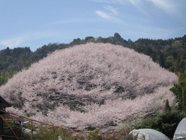 今年も桜を探してさまよいました。西条の竹細工の工房「アトリエみどりの森。」を訪問し、帰りに桜の森を見つけました。感動しました。<br />・竹細工の工房は四国霊場61番札所「香園寺」の竹林を細工し作品に仕上げています・・天然竹の味わいがあります<br />・桜は西山興隆寺の近くの「しだれ桜」と熊野神社のみごとな桜の森です。