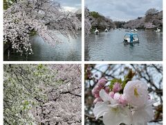 2021　井の頭公園の桜は散り始め