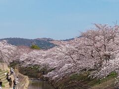 桜まつり