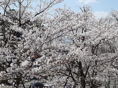 「京都東山・お花見紀行 」