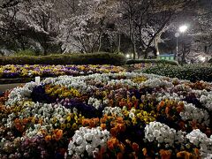 2021年3月　飛鳥山公園で夜桜鑑賞