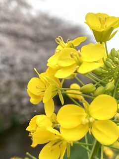 ＊桜を求めて＊ 愛郷群馬プロジェクト第二弾発動！