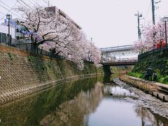 大岡川の桜2021