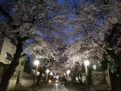 ’２１　千葉桜さんぽ２　中山法華経寺の桜ライトアップ