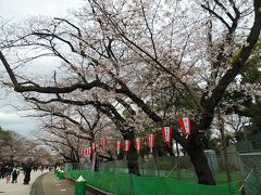 東京２０２１桜　【１】上野公園