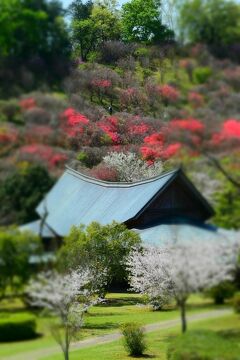 美しいにも程がある・・・。西都原の桜と菜の花のシンフォニー♪