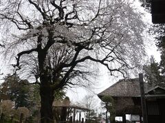 「茂林寺」の枝垂れ桜_2021_見頃終盤、散り始めていました（群馬県・館林市）