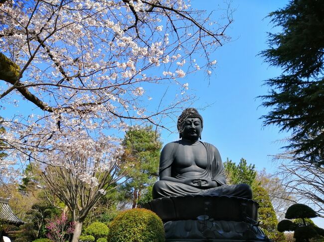 早くも３月２２日に桜が満開となった東京。天気がいい日に東京メトロ24時間券を購入して、都内のいわゆる名所ではない桜と寺社をめぐってきました。<br /><br />板橋では松月院、乗蓮寺（東京大仏）、赤塚城址、郷土資料館<br />杉並では妙法寺、郷土博物館、大宮八幡宮、善福寺川公園<br />そして、六本木でアークヒルズのスペイン坂から桜坂に行きました。<br /><br />東京に立派な大仏があることを知り、そして寺社と桜の組み合わせが絶景であることを改めて実感しました。<br /><br />