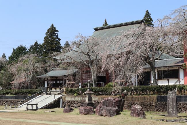 芝山町散策（２）・・桜満開の芝山仁王尊と芝山公園を訪ねます。