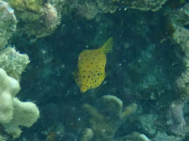 今年初の海活 (・・・と私は呼びます)<br /><br />海の世界は素晴らしい<br />素敵な出会いがたくさんある<br />嫌なことが潮で浄化される などなど・・・<br /><br />私にとっては<br />ストレス発散は<br />飲みに行くでもなく 騒ぐでもなく<br /><br />とにかく自然の中に体を浸すこと・・・<br /><br />その代わり 紫外線を浴びまくっているのから皮膚は老化し・ま・す・・・<br /><br />( ハワイで会った白人さん曰く 日に焼けて肌がシミしわができてしまうのは<br />楽しく生きた証だど ・・・ そこだけ開き直り )<br /><br />そして 私は雨雲を連れてくる女・・・<br /><br />せっかくの天気は曇り<br />写真がやっぱりきれいに収まらないのが残念・・・<br /><br />そしてなによりも<br />海のお掃除仲間に出会えたのも大きな収穫かも<br />