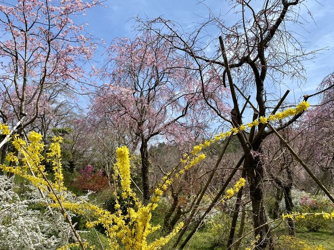 2日目のメインイベントは、原谷苑！での昼食。<br />ちょっと見るはずだったのに、結局完全制覇した哲学の道で30時間を締めくくります。<br />どちらも、はなはなはな！言葉など有限の美をなす花たちの前では、役に立ちませぬ…<br /><br />2021年2月末ごろ、今年最初の桜の満開予想が発表されました。<br />近畿の緊急事態宣言の解除近しというころで、満開予想日の3月26日でお花見の予定をたてはじめました。<br />さらに仙洞御所の予約が取れたことで、日程を確定。<br />お花見1泊2日を楽しんできました。