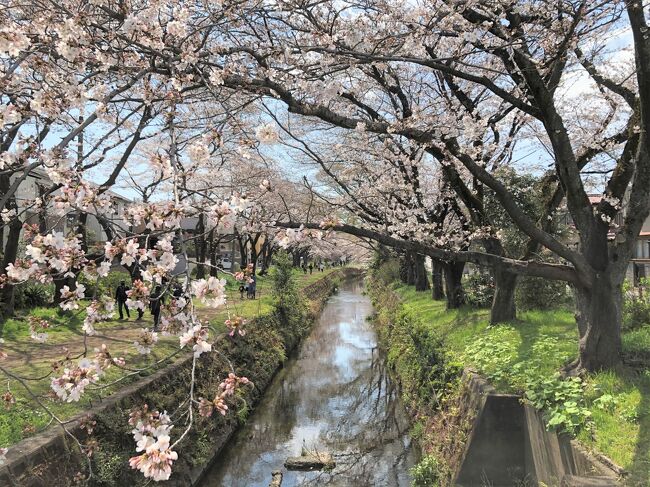 「引地台千本桜」。引地川の両岸をいっぱいに飾る桜です。<br />小田急線の桜ヶ丘駅から、引地台公園を通って、引地川河岸へ。<br />引地川沿いの遊歩道を散策して、小田急線の高座渋谷駅まで。<br />2時間ほどのお花見でした。<br /><br />引地川は、大和市を水源として、藤沢市を南北に流れて鵠沼海岸で相模湾へそそぐ川です。