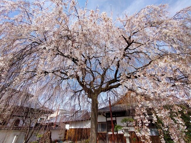 コロナ禍もやっと収まったかに見える今日この頃、春になっていますが「京の冬の旅」で鴨川あたりから西陣まで足を伸ばして非公開文化財特別公開をされている「妙蓮寺」に行ってきました。<br />桜も満開になっており鴨川あたりや京都御苑はさすがに人出が多くてちょっと大丈夫かな状態でしたが、妙蓮寺はお昼時に行ったためか空いてまして等伯の屏風絵を貸切状態で満喫できました。<br />