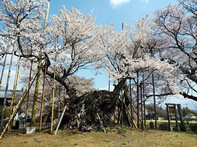 数日前に首都圏の2度目の緊急事態宣言が解除されましたが、依然コロナウィルス感染が広まっています。しかしながら休暇を貰って平日で絶好の晴天日の中、首都圏はまさに桜満開の日。桜巡りをしないわけにはいかないと思い、コロナ感染者数が1週間で数人と驚異的に封じ込めている山梨県を行先にすることを考えました。しかも山梨県知事は首都圏からの来訪もウェルカムと言っているので、電車は避けて自家用車で山梨の美しい桜を見に行きました。<br /><br />4年ぶり3度目の神代桜は樹齢2000年で日本最古の桜。大きくて美しい形、そして満開の花びらに絶句するほど素晴らしかったです。また神代桜だけではなく、お花畑や寺院を囲む満開の桜並木はまさに絶景でした。<br />初めて訪れたわに塚の桜は1本の枝からスケールが大きく奇形な桜が見事でした。そして昨年手前まで行って道がわからなかった大法師公園、今回はリベンジして辿り着くことができました。ここは何と言っても満開の桜に富士山も見える絶景はまるで別世界のような光景でした。<br />最後は初めて行く甲府駅そばにある舞鶴城。櫓と桜のコラボは見事でした。<br /><br />訪れた山梨県の桜の名所は全箇所満開。都会の桜の名所とはまた違う驚愕の美しさと絶景の桜の光景でした。<br /><br />----------------------------------------------------------------------------<br />スケジュール<br /><br />★3月26日 自宅-(自家用車)神代桜観光-わに塚の桜観光-<br /> 大法師公園観光-舞鶴城観光-みさか温泉入浴-自宅