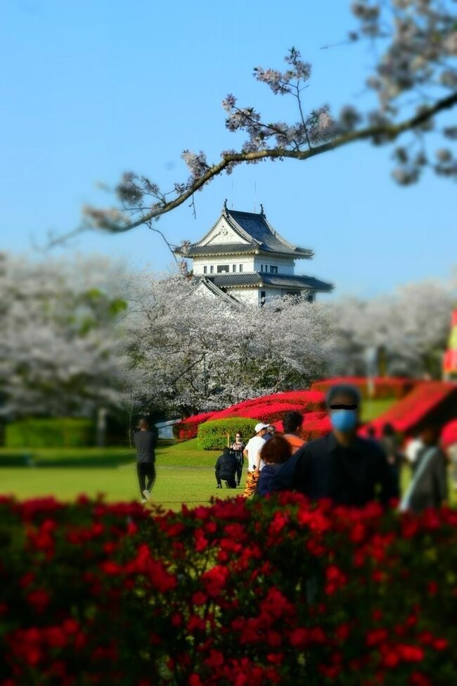 合成ではないかと疑った、つつじと桜のコラボ。天ヶ城公園