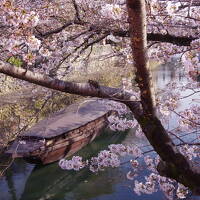 ギリギリまで天気予報や桜の開花情報とにらめっこしながら決めた、お花見ドライブ旅行 in 岐阜 & 愛知