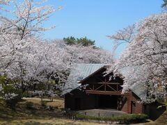 ２０２１年３月　山口県山陽小野田市　若山公園の桜は満開でした。