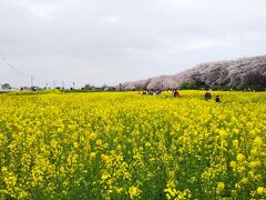 桜と菜の花の権現堂公園＋大宮☆