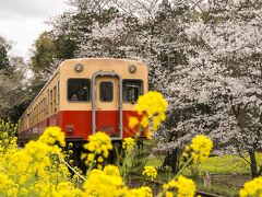 小湊鉄道飯給駅は桜と菜の花が満開