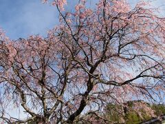 実方家の紅枝垂れ桜は散り始めです－2021年