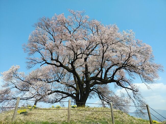 数日前に首都圏の2度目の緊急事態宣言が解除されましたが、依然コロナウィルス感染が広まっています。しかしながら休暇を貰って平日で絶好の晴天日の中、首都圏はまさに桜満開の日。桜巡りをしないわけにはいかないと思い、コロナ感染者数が1週間で数人と驚異的に封じ込めている山梨県を行先にすることを考えました。しかも山梨県知事は首都圏からの来訪もウェルカムと言っているので、電車は避けて自家用車で山梨の美しい桜を見に行きました。<br /><br />4年ぶり3度目の神代桜は樹齢2000年で日本最古の桜。大きくて美しい形、そして満開の花びらに絶句するほど素晴らしかったです。また神代桜だけではなく、お花畑や寺院を囲む満開の桜並木はまさに絶景でした。<br />初めて訪れたわに塚の桜は1本の枝からスケールが大きく奇形な桜が見事でした。そして昨年手前まで行って道がわからなかった大法師公園、今回はリベンジして辿り着くことができました。ここは何と言っても満開の桜に富士山も見える絶景はまるで別世界のような光景でした。<br />最後は初めて行く甲府駅そばにある舞鶴城。櫓と桜のコラボは見事でした。<br /><br />訪れた山梨県の桜の名所は全箇所満開。都会の桜の名所とはまた違う驚愕の美しさと絶景の桜の光景でした。<br /><br />----------------------------------------------------------------------------<br />スケジュール<br /><br />★3月26日　自宅－（自家用車）神代桜観光－わに塚の桜観光－<br />　　　　　　大法師公園観光－舞鶴城観光－みさか温泉入浴－自宅