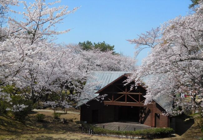 今年は桜の開花が早かったです。<br /><br /> 28日、日曜日には雨が降ると言うので、2日前の26日に見に来ました。<br />平日だし新型肺炎でイベントも中止なので人も少なかったです。<br /><br /> 花はちょうど満開でした。
