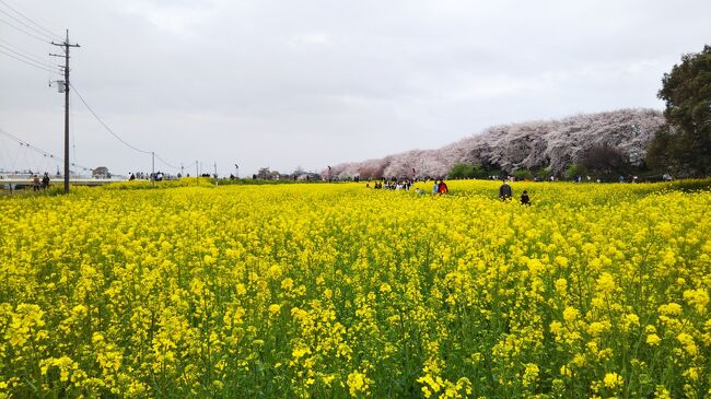 桜と菜の花が咲き誇る、春の権現堂に出没☆<br />そして、ついでに大宮にも出没☆