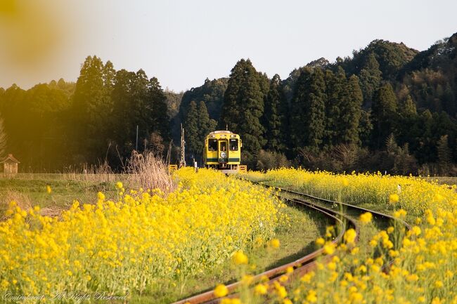 三年程前から、小湊鉄道、いすみ鉄道を撮りたいと時刻表とにらめっこをして、撮る場所、時間をチェックしてきたのに、災害などの影響で延び延びになっていたけれど、ようやく訪問することが出来ました。<br />密を避けるため、東京駅まで新幹線であっという間。<br />東京駅から木更津駅までバスで一時間くらい。<br />木更津でレンタカーを借り、小湊鉄道、いすみ鉄道の時刻表をプリントアウトしたものを片手に撮り鉄の旅の始まりです。<br />4Travlの方からの情報をいただき、今回、レンタカーにしました。<br />ポイント、割安などを目一杯、使用して思ったよりもお安く行くことが出来ました。<br />一日目です。