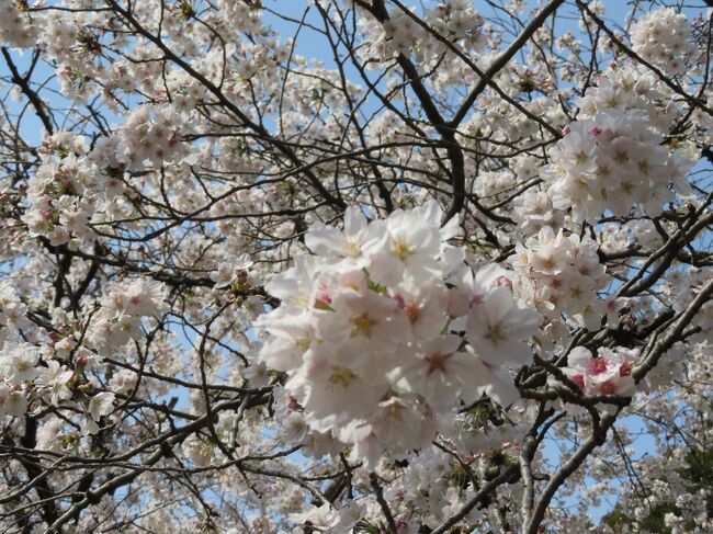 2021年3月27日（土）こちらは旅行記というより備忘録となります。表紙のフォトは善福寺公園で撮った桜です。ほぼ、満開でした。この日、午前中にお花見に行きたかったのですが･･･<br />行く時間がなくて、15時頃に善福寺公園へ向かいました。<br />善福寺公園にカワセミが生息しております。この日、久々にカワセミが餌を取る瞬間を見る事が出来て、感動しました。カワセミって可愛いですよね。つがいで見る事も出来るようなのですが、私はまだ、一度も見ていないので、いつか、見られると良いなぁ。<br /><br /><br /><br />