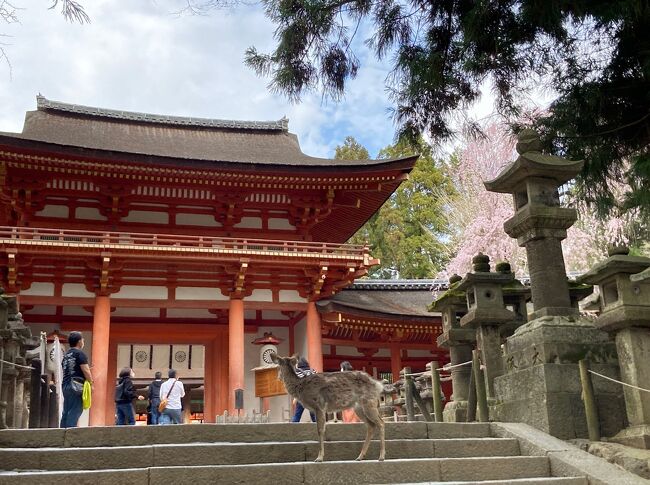 先日の和歌山が不完全燃焼だったので、また前々日くらいに急きょ思い立って奈良に行ってきました。<br />奈良はたびたび訪れているので、中身があまり無いですが記録として残しておきます。<br /><br />Flight :<br />3/20(土) ANA17 HND 09:00 - ITM 10:10<br />3/21(日) ANA24 ITM 12:00 - HND 13:10<br /><br />Hotel :<br />ABホテル奈良