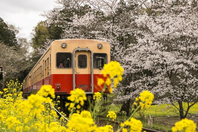 小湊鉄道飯給駅は桜と菜の花が満開