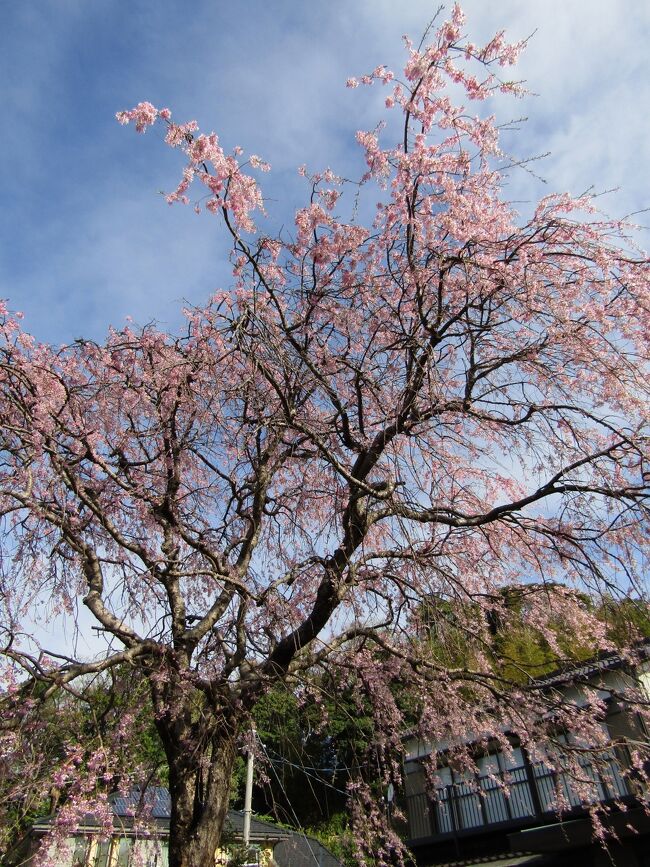　3月27日に満開になった実方家の紅枝垂れ桜（https://4travel.jp/travelogue/11683935）は昨日の雨で水滴が付いている。朝日を浴びて輝いている。木の下には散り始めた花弁が散り始めている。今日は20℃を越え、初夏の陽気になると予報が出ている。桜の散るのも早まるであろう。<br />（表紙写真は実方家の紅枝垂れ桜）