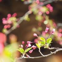 春の鎌倉 ～3月の花散歩～　（海蔵寺・安国論時・妙本寺・本覚寺）　