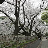 桜and名古屋めしhunt②と、ちょこっと名古屋観光