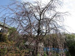 今年見付けた三枚畑の枝垂れ桜が4、5分咲きです