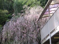 堀内家の紅枝垂れ桜が3分咲きです－2021年