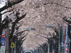 満開の桜のトンネル