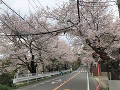 鎌倉山のさくら並木