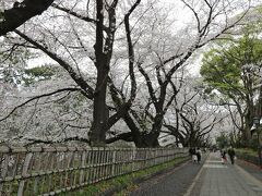 桜and名古屋めしhunt②と、ちょこっと名古屋観光