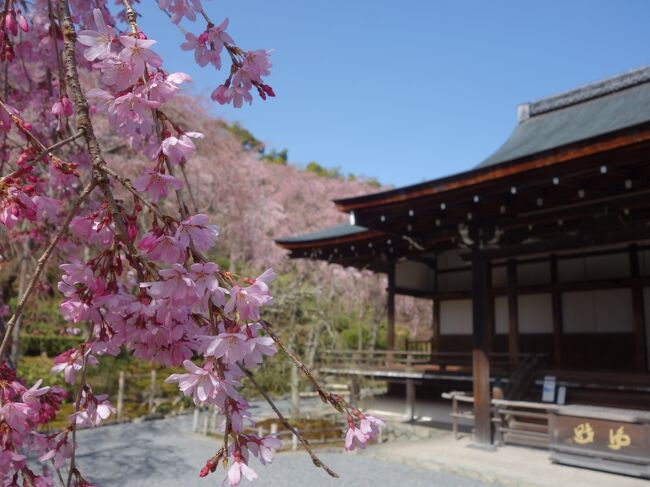 天龍寺の枝垂桜を見て来ました。とても良い桜で，花も見ごろでした。