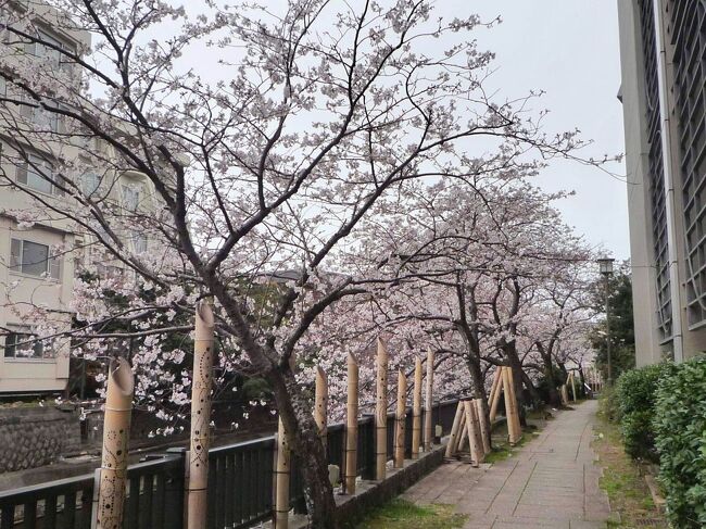 今回、JRの格安切符で、1泊2日伊豆方面の桜を見て来ました。<br /><br />1日目は時より小雨が舞いましたが、2日目は快晴に恵まれ歩くと汗ばむ陽気でした。<br />伊東温泉の松川遊歩道、夜の「竹あかり」情緒があり桜はバッチリ咲いていました。<br />宿泊した大江戸温泉物語「ホテルニュー岡部」では金目鯛の刺身やカニなど、バイキング料理を堪能してきました。<br /><br />前編では<br />1日日の出発から2日目の朝までの旅行記です。<br /><br />