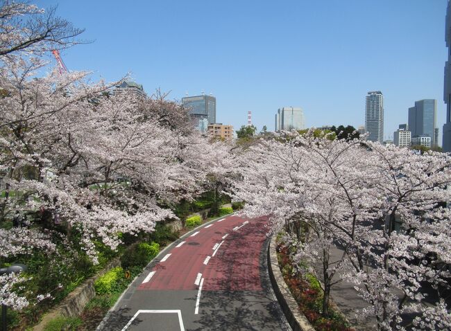 東京の街を、密に気をつけて、散策しながらお花見①