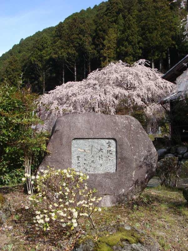 秀吉ゆかりの、宝蔵寺のしだれ桜<br /><br />http://japan-heritage-yoshino.jp/tradition/%e5%ae%9d%e8%94%b5%e5%af%ba%e3%81%ae%e3%81%97%e3%81%a0%e3%82%8c%e6%a1%9c/<br /><br />