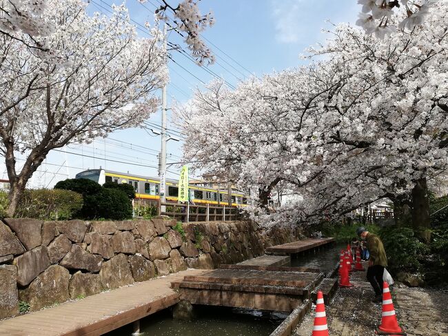 久々に地元以外の桜です。<br />まあ染井吉野なので桜の花びらをアップで撮影はしないが、用水路と桜も好きな組み合わせの一つです。<br />なのでそんな場所までわさわざと言われるかも知れないので、言い訳としては近くに用事があったついでに立ち寄りでした。