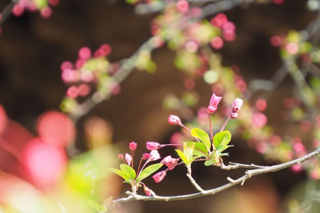 春の鎌倉 ～3月の花散歩～　（海蔵寺・安国論時・妙本寺・本覚寺）　